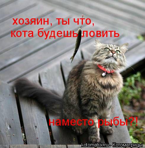 хозяин, ты что, кота будешь ловить наместо рыбы?!... Котоматрица: хозяин, ты что, кота будешь ловить наместо рыбы?!