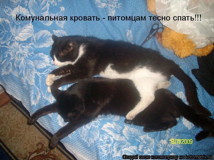 Комунальная кровать - питомцам тесно спать!!!... Котоматрица: Комунальная кровать - питомцам тесно спать!!!