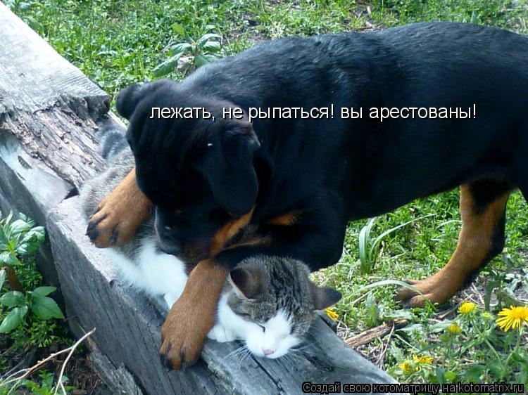 лежать, не рыпаться! вы арестованы!... Котоматрица: лежать, не рыпаться! вы арестованы!
