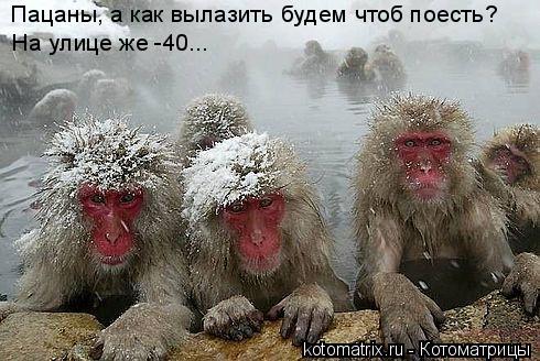 Пацаны, а как вылазить будем чтоб поесть? На улице же -40...... Котоматрица: Пацаны, а как вылазить будем чтоб поесть? На улице же -40...