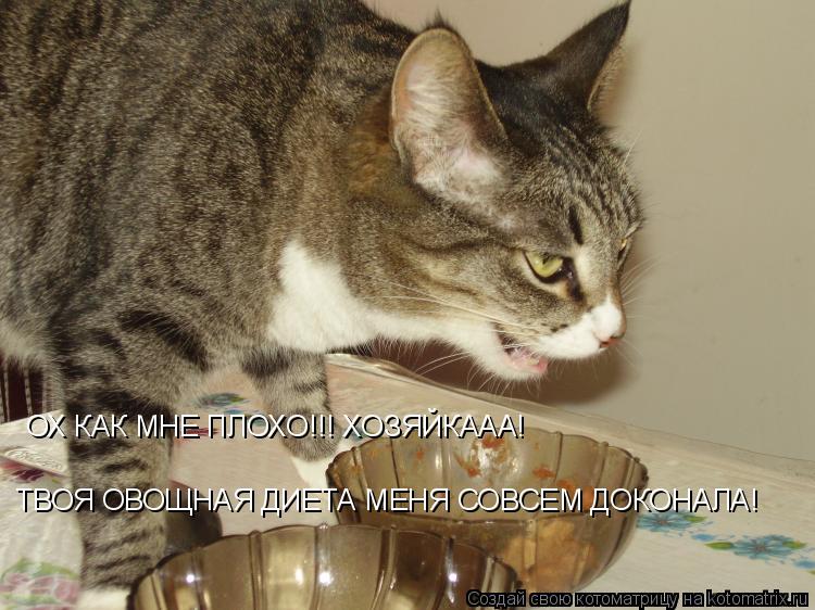 ОХ КАК МНЕ ПЛОХО!!! ХОЗЯЙКААА! ТВОЯ ОВОЩНАЯ ДИЕТА МЕНЯ СОВСЕМ ДОКОНАЛА!... Котоматрица: ОХ КАК МНЕ ПЛОХО!!! ХОЗЯЙКААА! ТВОЯ ОВОЩНАЯ ДИЕТА МЕНЯ СОВСЕМ ДОКОНАЛА!