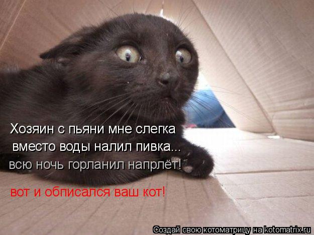 Хозяин с пьяни мне слегка вместо воды налил пивка... вот и обписался ваш кот! всю ночь горланил напрл... Котоматрица: Хозяин с пьяни мне слегка вместо воды налил пивка... вот и обписался ваш кот! всю ночь горланил напрлёт!