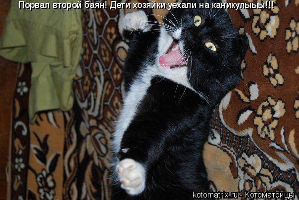 Порвал второй баян! Дети хозяйки уехали на каникулыыы!!!... Котоматрица: Порвал второй баян! Дети хозяйки уехали на каникулыыы!!!