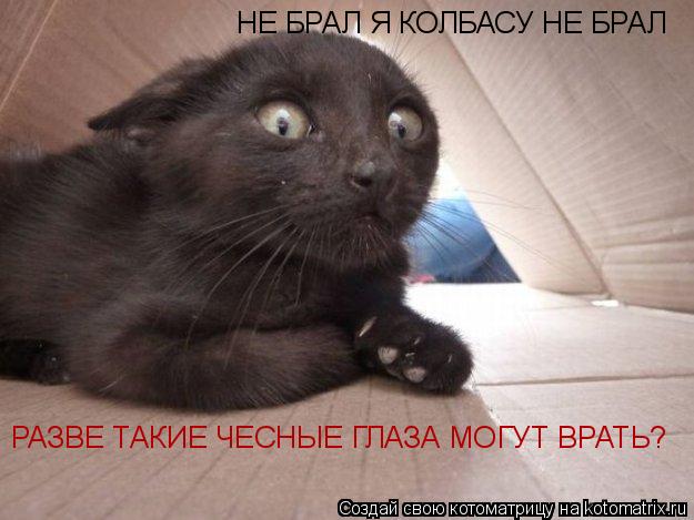 НЕ БРАЛ Я КОЛБАСУ НЕ БРАЛ РАЗВЕ ТАКИЕ ЧЕСНЫЕ ГЛАЗА МОГУТ ВРАТЬ?... Котоматрица: НЕ БРАЛ Я КОЛБАСУ НЕ БРАЛ РАЗВЕ ТАКИЕ ЧЕСНЫЕ ГЛАЗА МОГУТ ВРАТЬ?