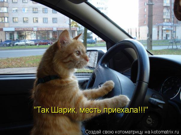 "Так Шарик, месть приехала!!!"... Котоматрица: "Так Шарик, месть приехала!!!"
