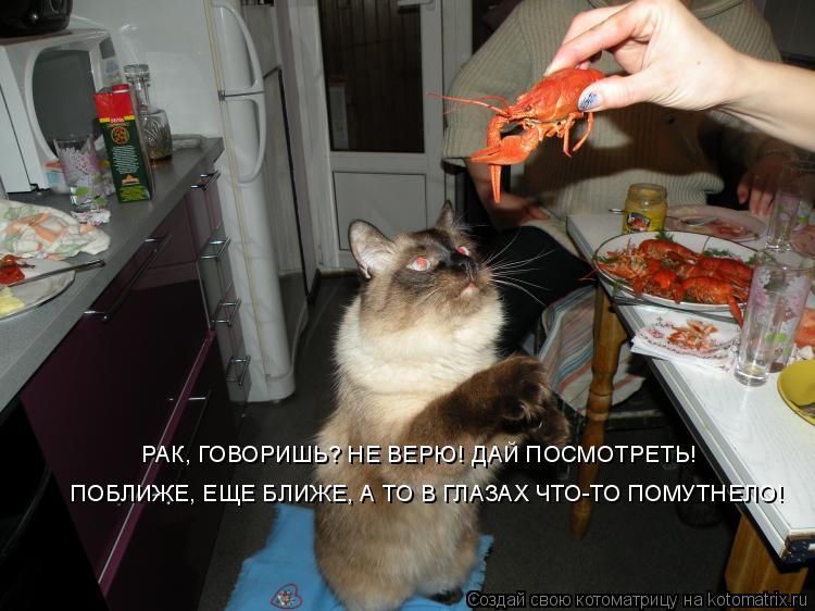 РАК, ГОВОРИШЬ? НЕ ВЕРЮ! ДАЙ ПОСМОТРЕТЬ! ПОБЛИЖЕ, ЕЩЕ БЛИЖЕ, А ТО В ГЛАЗАХ ЧТО-ТО ПОМУТНЕЛО!... Котоматрица: РАК, ГОВОРИШЬ? НЕ ВЕРЮ! ДАЙ ПОСМОТРЕТЬ! ПОБЛИЖЕ, ЕЩЕ БЛИЖЕ, А ТО В ГЛАЗАХ ЧТО-ТО ПОМУТНЕЛО!