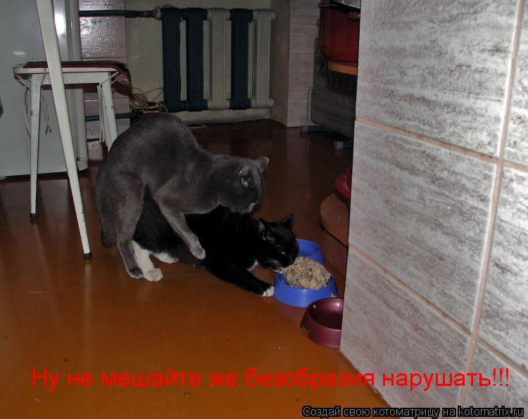 Ну не мешайте же безобразия нарушать!!!... Котоматрица: Ну не мешайте же безобразия нарушать!!!