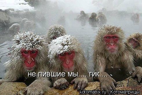 не пившие мы.... гик....... Котоматрица: не пившие мы.... гик....