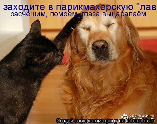 заходите в парикмахерскую "лав" расчешим, помоем, глаза выцарапаём...... Котоматрица: заходите в парикмахерскую "лав" расчешим, помоем, глаза выцарапаём...