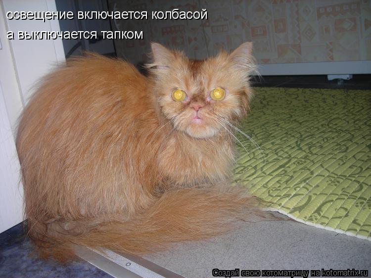 освещение включается колбасой а выключается тапком... Котоматрица: освещение включается колбасой а выключается тапком