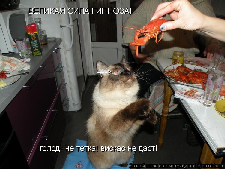 ВЕЛИКАЯ СИЛА ГИПНОЗА!... ----> голод- не тётка! вискас не даст!... Котоматрица: ВЕЛИКАЯ СИЛА ГИПНОЗА!... ----> голод- не тётка! вискас не даст!