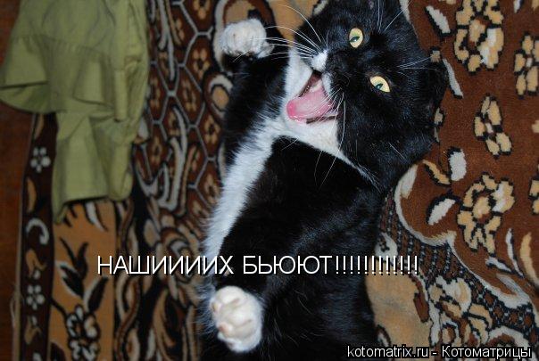 НАШИИИИХ БЬЮЮТ!!!!!!!!!!!!... Котоматрица: НАШИИИИХ БЬЮЮТ!!!!!!!!!!!!