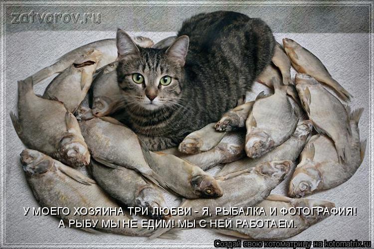 У МОЕГО ХОЗЯИНА ТРИ ЛЮБВИ - Я, РЫБАЛКА И ФОТОГРАФИЯ! А РЫБУ МЫ НЕ ЕДИМ! МЫ С НЕЙ РАБОТАЕМ.... Котоматрица: У МОЕГО ХОЗЯИНА ТРИ ЛЮБВИ - Я, РЫБАЛКА И ФОТОГРАФИЯ! А РЫБУ МЫ НЕ ЕДИМ! МЫ С НЕЙ РАБОТАЕМ.