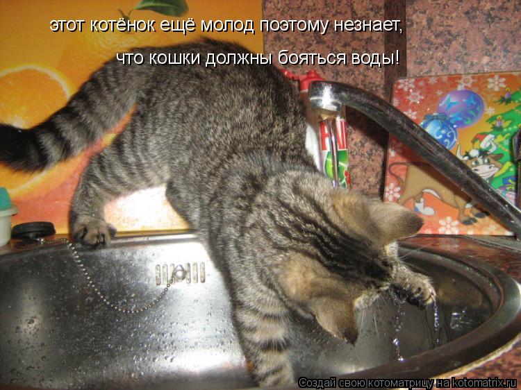 этот котёнок ещё молод поэтому незнает, что кошки должны бояться воды!... Котоматрица: этот котёнок ещё молод поэтому незнает, что кошки должны бояться воды!