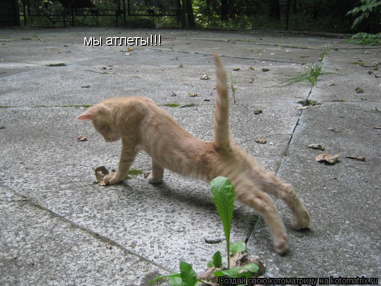 мы атлеты!!!... Котоматрица: мы атлеты!!!