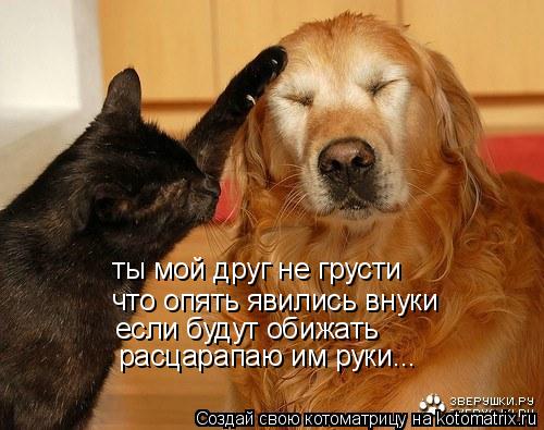 ты мой друг не грусти что опять явились внуки если будут обижать расцарапаю им руки...... Котоматрица: ты мой друг не грусти что опять явились внуки если будут обижать расцарапаю им руки...