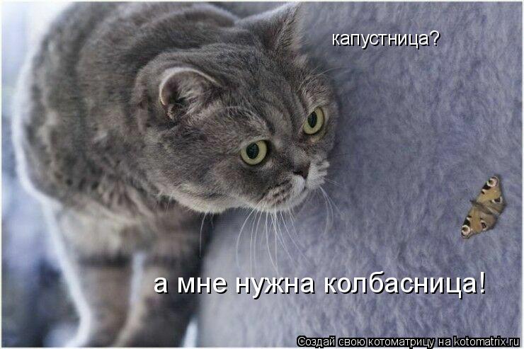 капустница? а мне нужна колбасница!... Котоматрица: капустница? а мне нужна колбасница!