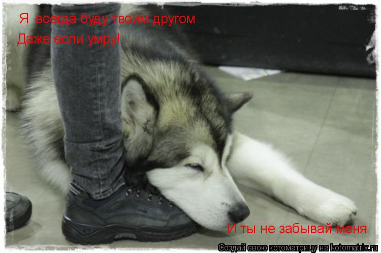 Я всегда буду твоим другом Даже если умру! И ты не забывай меня... Котоматрица: Я всегда буду твоим другом Даже если умру! И ты не забывай меня
