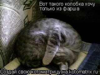 Вот такого колобка хочу только из фарша... Котоматрица: Вот такого колобка хочу только из фарша