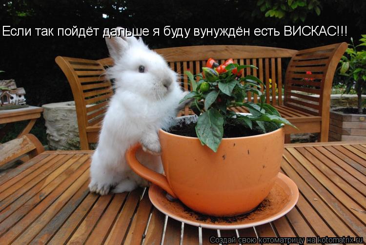 Если так пойдёт дальше я буду вунуждён есть ВИСКАС!!!... Котоматрица: Если так пойдёт дальше я буду вунуждён есть ВИСКАС!!!