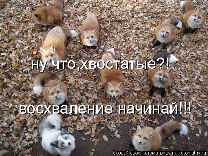 ну что,хвостатые?! восхваление начинай!!!... Котоматрица: ну что,хвостатые?! восхваление начинай!!!