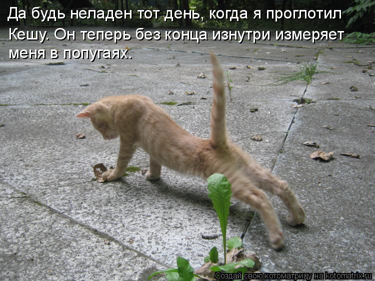 Котоматрица: Да будь неладен тот день, когда я проглотил Кешу. Он теперь без конца изнутри измеряет  меня в попугаях.