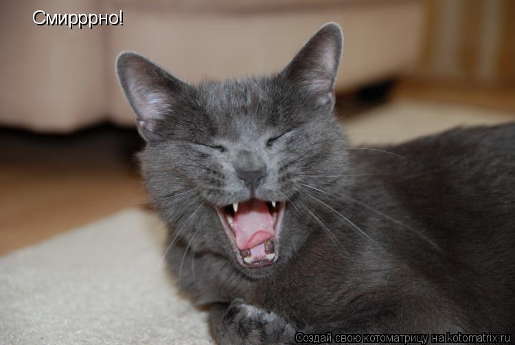 Смирррно!... Котоматрица: Смирррно!