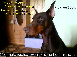 Ну дай кусочек! Я ведь так голодна! Разве не видишь: щечки ввалились! Что? Колбаска?... Котоматрица: Ну дай кусочек! Я ведь так голодна! Разве не видишь: щечки ввалились! Что? Колбаска?