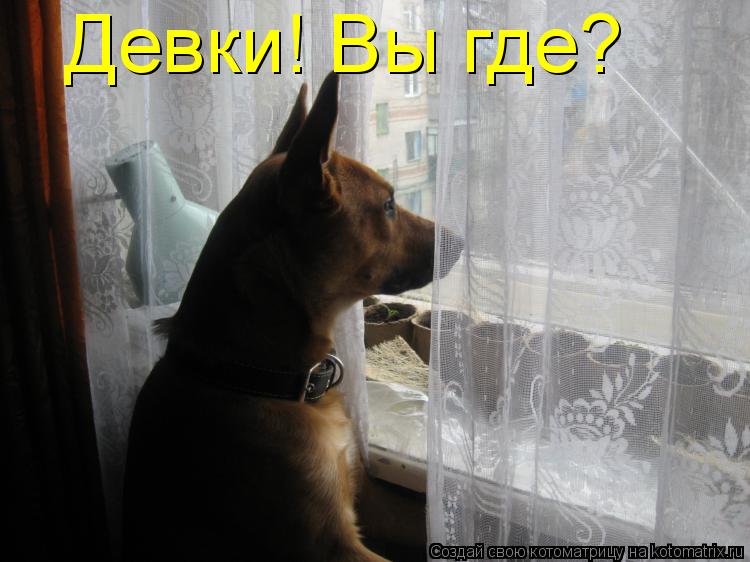 Девки! Вы где?... Котоматрица: Девки! Вы где?