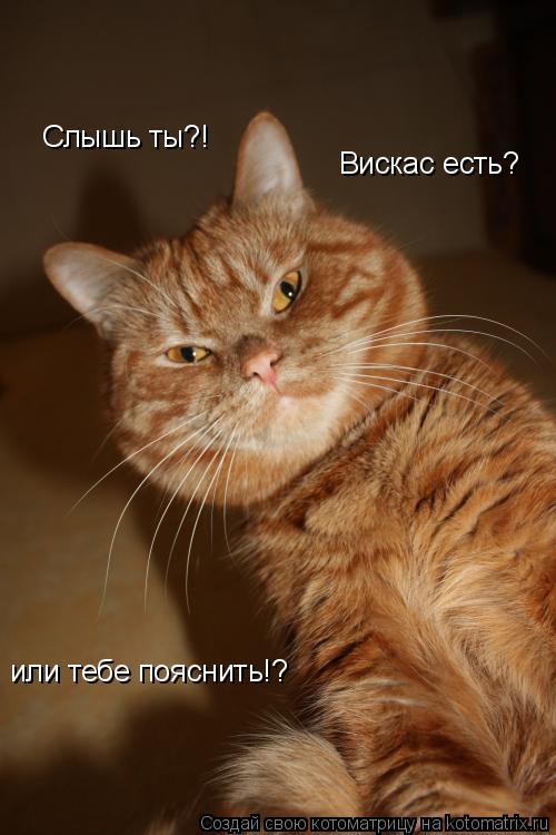 или тебе пояснить!? Вискас есть? Слышь ты?!... Котоматрица: или тебе пояснить!? Вискас есть? Слышь ты?!