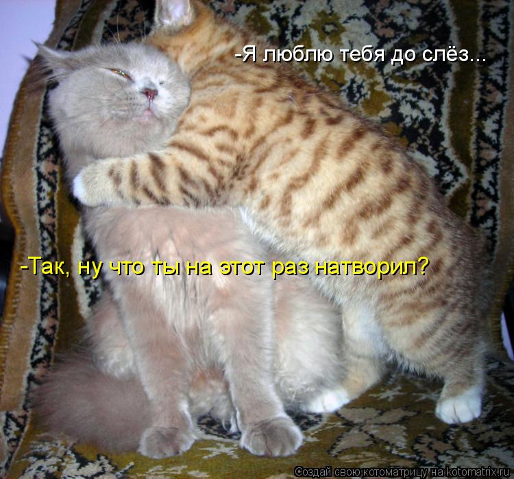 -Я люблю тебя до слёз... -Так, ну что ты на этот раз натворил?... Котоматрица: -Я люблю тебя до слёз... -Так, ну что ты на этот раз натворил?