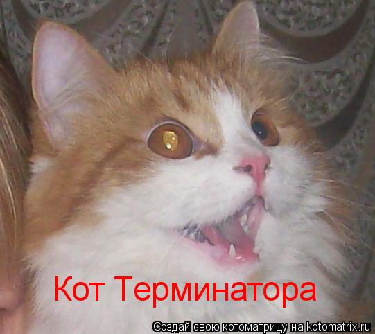 Кот Терминатора... Котоматрица: Кот Терминатора