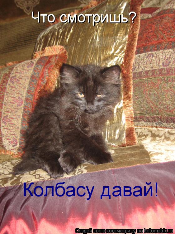 Что смотришь? Колбасу давай!... Котоматрица: Что смотришь? Колбасу давай!