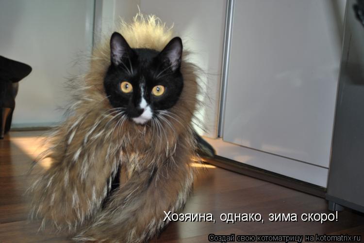 Хозяина, однако, зима скоро!... Котоматрица: Хозяина, однако, зима скоро!