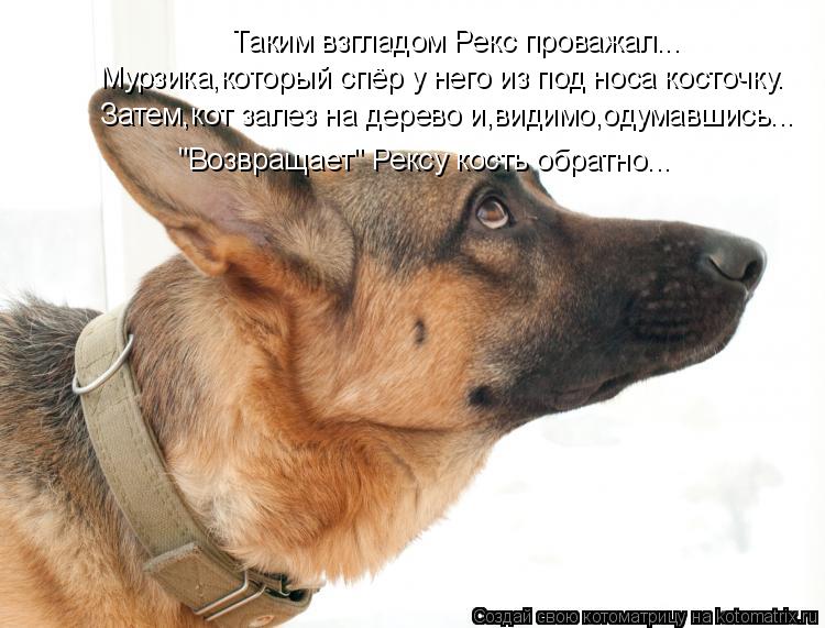 Таким взгладом Рекс проважал... Мурзика,который спёр у него из под носа косточку. Затем,кот залез на ... Котоматрица: Таким взгладом Рекс проважал... Мурзика,который спёр у него из под носа косточку. Затем,кот залез на дерево и,видимо,одумавшись... "Возвращает