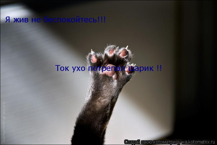 Я жив не беспокойтесь!!! Ток ухо потрепал шарик !!... Котоматрица: Я жив не беспокойтесь!!! Ток ухо потрепал шарик !!