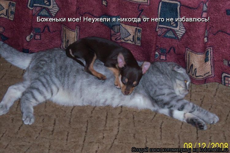 Боженьки мое! Неужели я никогда от него не избавлюсь!... Котоматрица: Боженьки мое! Неужели я никогда от него не избавлюсь!