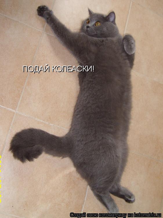 ПОДАЙ КОЛБАСКИ!... Котоматрица: ПОДАЙ КОЛБАСКИ!