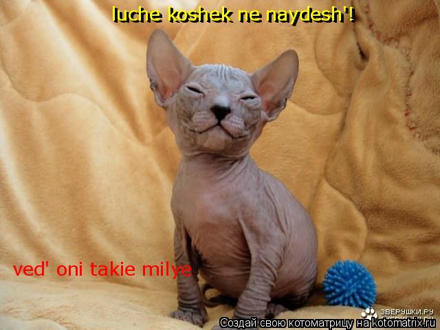 luche koshek ne naydesh'! luche koshek ne naydesh'! ved' oni takie milye... Котоматрица: luche koshek ne naydesh'! luche koshek ne naydesh'! ved' oni takie milye