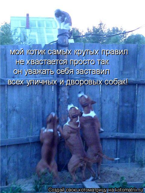 мой котик самых крутых правил не хвастается просто так он уважать себя заставил всех уличных и дворов... Котоматрица: мой котик самых крутых правил не хвастается просто так он уважать себя заставил всех уличных и дворовых собак!