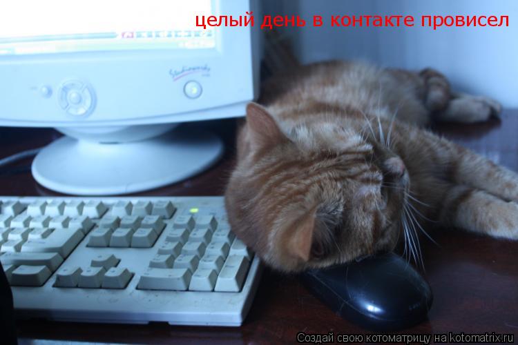 целый день в контакте провисел... Котоматрица: целый день в контакте провисел