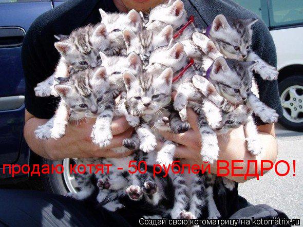 продаю котят - 50 рублей ВЕДРО!... Котоматрица: продаю котят - 50 рублей ВЕДРО!
