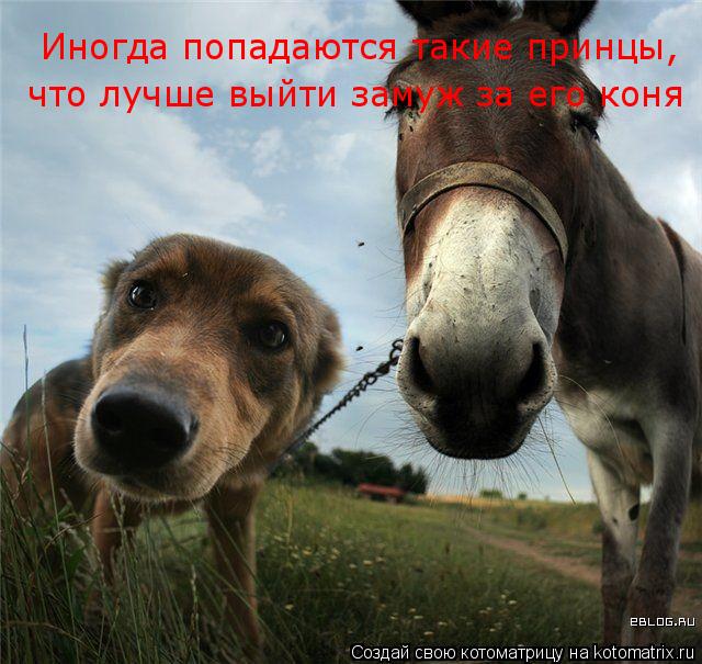Иногда попадаются такие принцы, что лучше выйти замуж за его коня... Котоматрица: Иногда попадаются такие принцы, что лучше выйти замуж за его коня