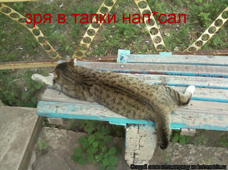 зря в тапки нап*сал... Котоматрица: зря в тапки нап*сал