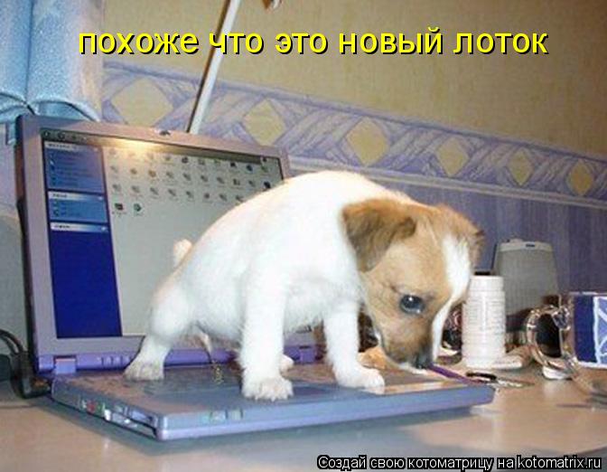 похоже что это новый лоток похоже что это новый лоток... Котоматрица: похоже что это новый лоток похоже что это новый лоток
