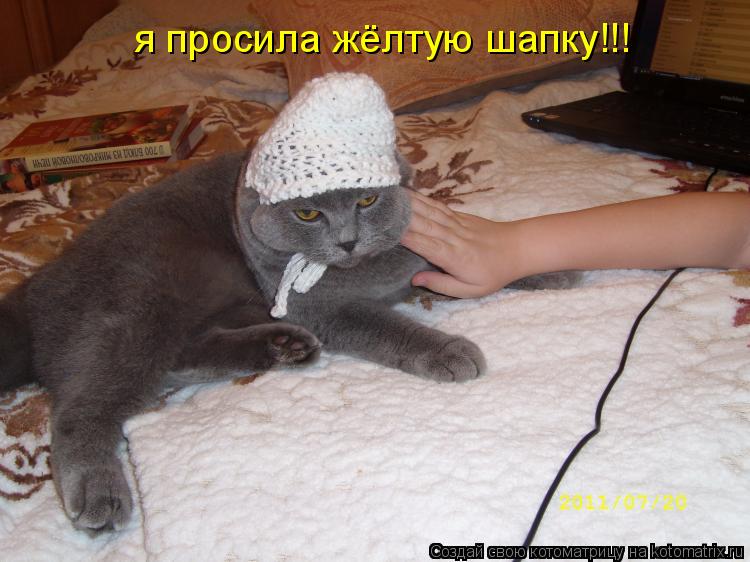 я просила жёлтую шапку!!!... Котоматрица: я просила жёлтую шапку!!!