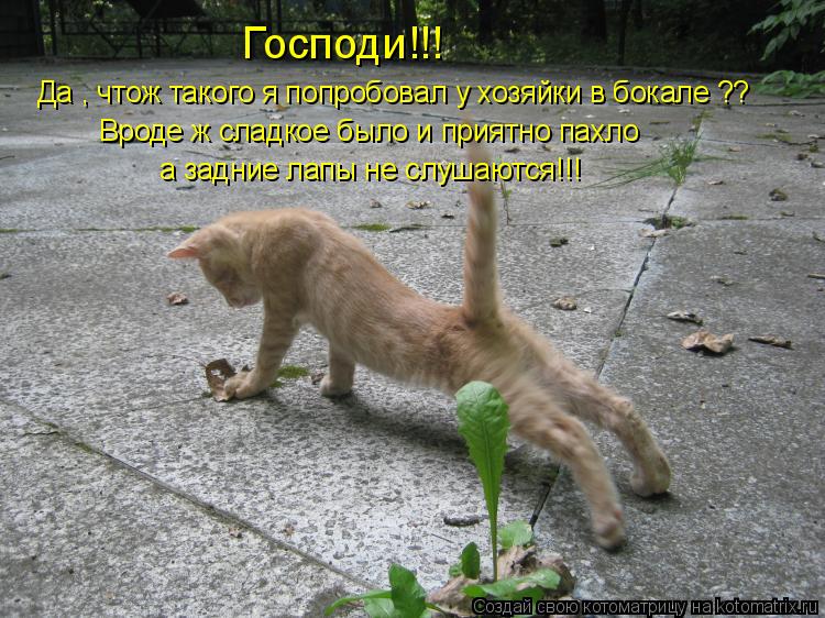 Господи!!! Да , чтож такого я попробовал у хозяйки в бокале ?? Вроде ж сладкое было и приятно пахло а... Котоматрица: Господи!!! Да , чтож такого я попробовал у хозяйки в бокале ?? Вроде ж сладкое было и приятно пахло а задние лапы не слушаются!!!