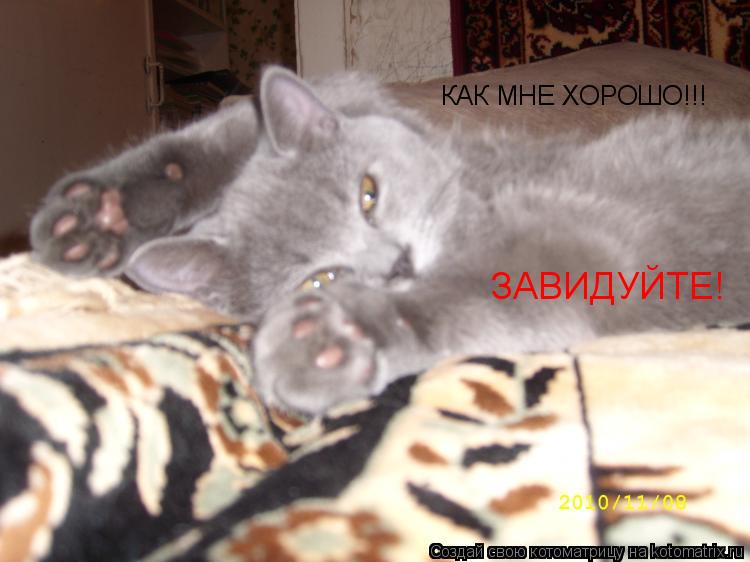 КАК МНЕ ХОРОШО!!! ЗАВИДУЙТЕ!... Котоматрица: КАК МНЕ ХОРОШО!!! ЗАВИДУЙТЕ!