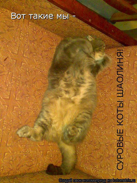 Вот такие мы - СУРОВЫЕ КОТЫ ШАОЛИНЯ!... Котоматрица: Вот такие мы - СУРОВЫЕ КОТЫ ШАОЛИНЯ!