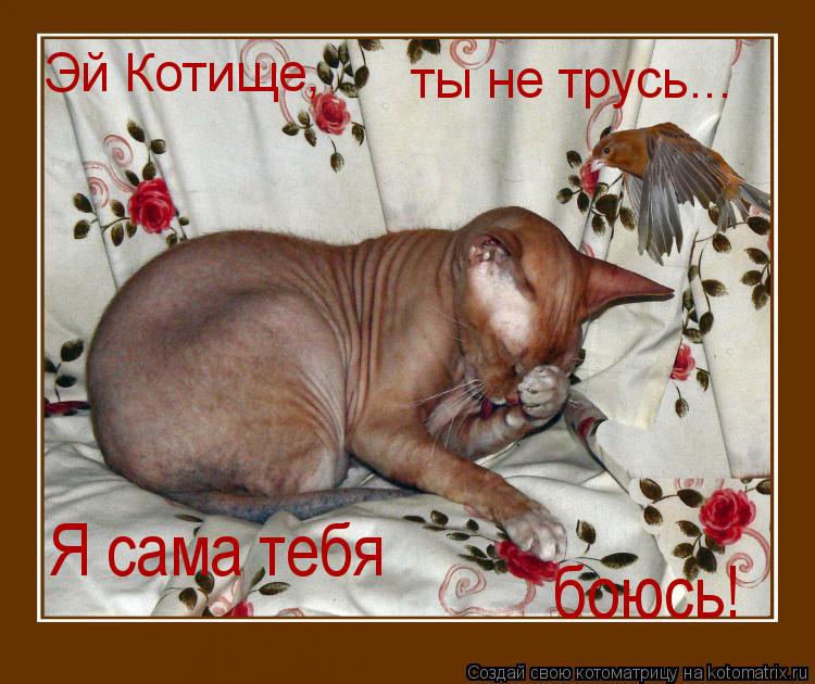 Эй Котище, ты не трусь... Я сама тебя боюсь!... Котоматрица: Эй Котище, ты не трусь... Я сама тебя боюсь!